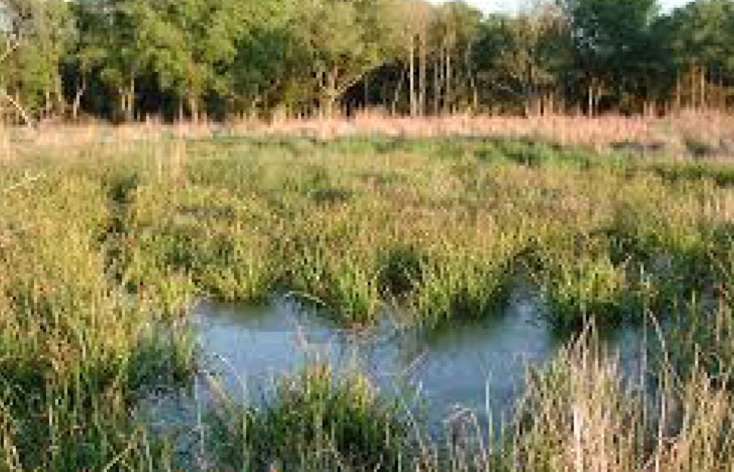 Sams Lake Wetland Mitigation